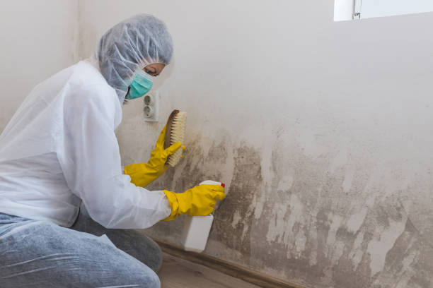 Best Black Mold Removal  in Versailles, MO