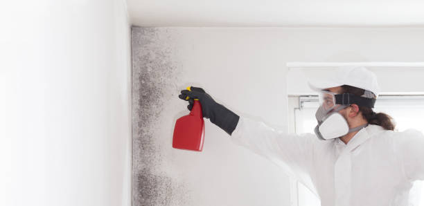 Mold Removal Process in Versailles, MO