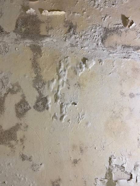 Reliable Versailles, MO Mold Removal Solutions