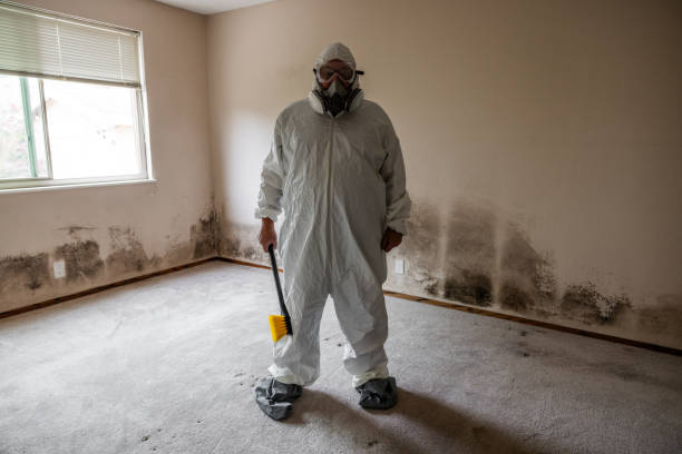 Best Mold Removal Process  in Versailles, MO