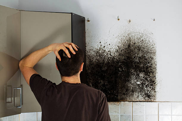 Best Mold Damage Repair  in Versailles, MO